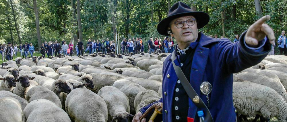 Knut Kucznik steht bei einer Demonstration von Schäfern und ihren Hirtenhunden im Berliner Tiergarten 2019 vor einer Schafherde.