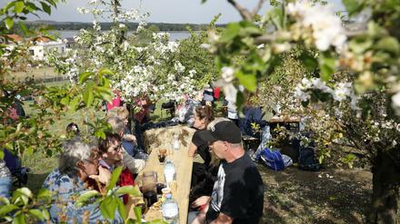 Voraussichtlich ab 2021 wird eine Tochtergesellschaft der Stadt das Baumblütenfest in Werder durchführen. 