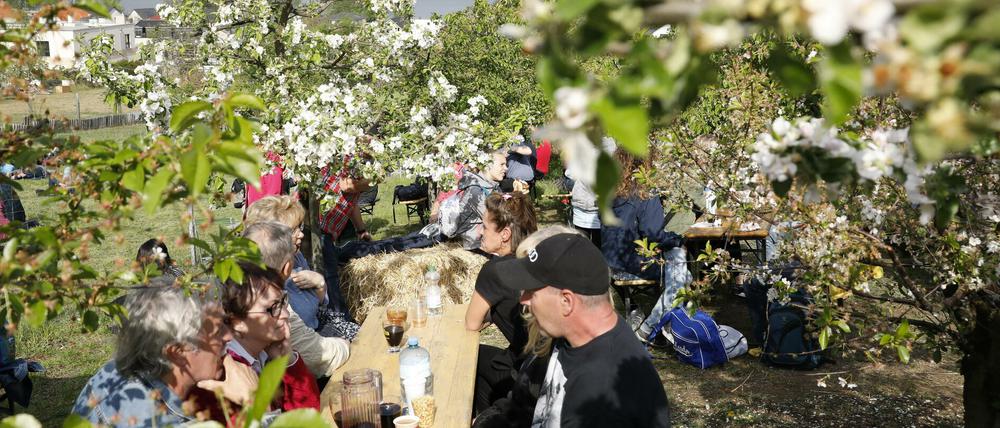 Voraussichtlich ab 2021 wird eine Tochtergesellschaft der Stadt das Baumblütenfest in Werder durchführen.