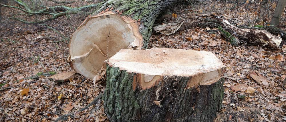 Am Montag hatten Fällungen alter Eichen an der Potsdamer Allee in Stahnsdorf für Kritik gesorgt.