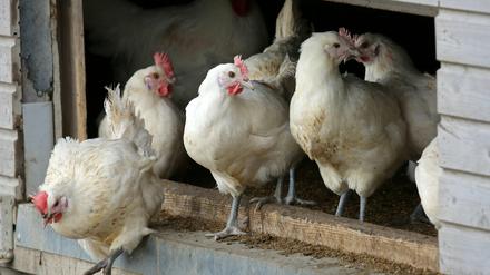 Seit 13. Dezember gilt eine Stallpflicht für Geflügel.