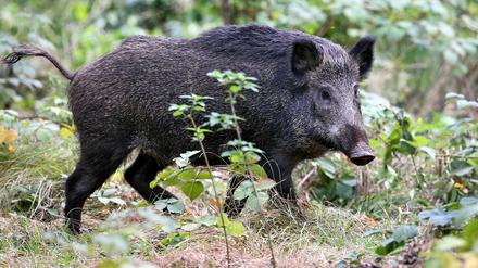 Der Schweinepest-Verdachtsfall in Potsdam hat sich nicht bestätigt. 