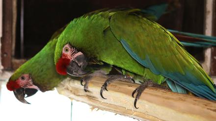 Kleiner Soldatenara im Vogelpark und Streichelzoo Teltow.