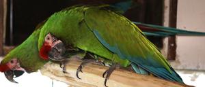 Kleiner Soldatenara im Vogelpark und Streichelzoo Teltow.