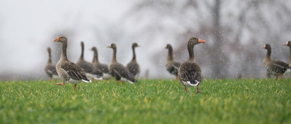 Bei einer Wildgans im Spreewald wurde die Geflügelpest nachgewiesen.
