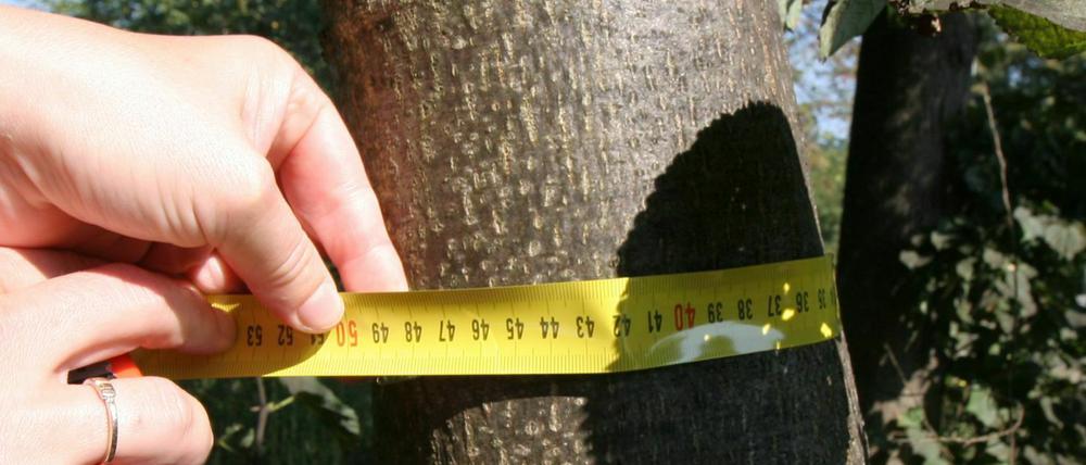 Dünne Bäume dürfen auch ohne Genehmigung gefällt werden.