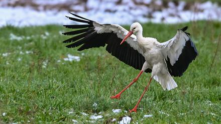 Ungewohnter Gast: In Herzberg überwintert ein Storch. 