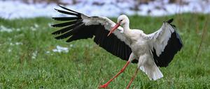 Ungewohnter Gast: In Herzberg überwintert ein Storch. 