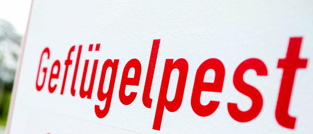 Die Geflügelpest-Fälle nehmen in Brandenburg zu.