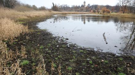 Der Kindermannsee im Park Babelsberg verlandet mehr und mehr. Hier eine Aufnahme vom 7. Dezember 2020.