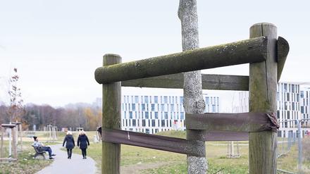Zahlreichen jungen Bäumen im Nuthepark unweit des Hauptbahnhofs hat der vergangene Hitzesommer zugesetzt. 