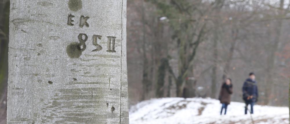Grenzsoldaten haben sich in den Buchen im Park Babelsberg verewigt.