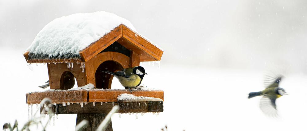 Eine Kohlmeise (Parus major) sitzt auf einem mit Schnee und Eis bedecktem Vogelhäuschen.