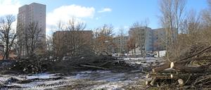 Baumfällungen für neue Wohnbauten im Nuthewäldchen im Wohngebiet "Zentrum Ost" in Potsdam.