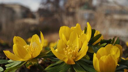 Die Frühlingsboten sind längst da, wie hier auf der Freundschaftsinsel in Potsdam.