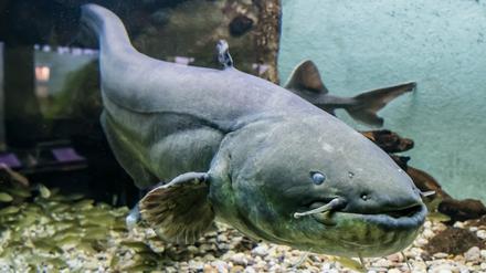 Wels-Weibchen „Weline“ im Naturkundemuseum Potsdam.
