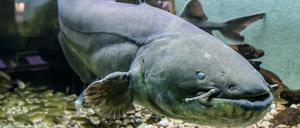 Wels-Weibchen „Weline“ im Naturkundemuseum Potsdam.