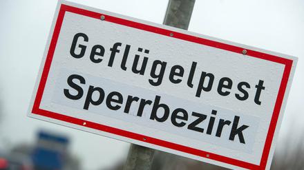 Erneut gibt es in Brandenburg Fälle von Geflügelpest (Archivbild)