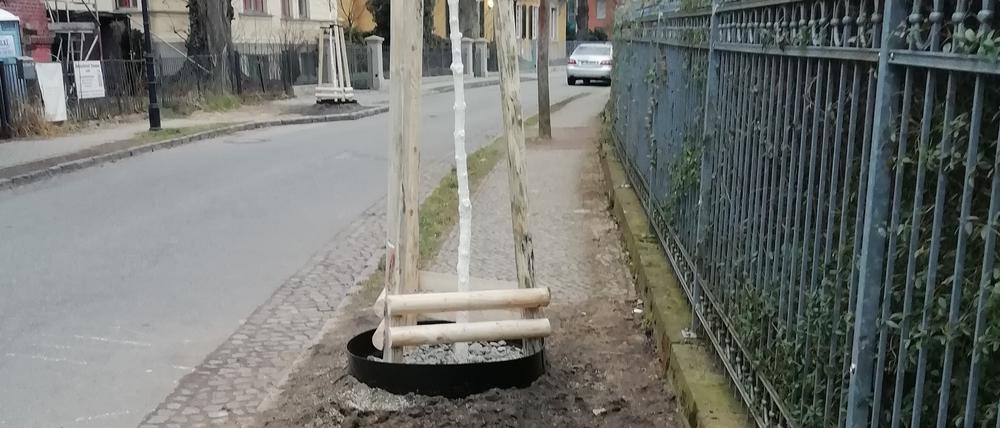 Vorher: Zunächst kam man an diesem Baum in Babelsberg kaum vorbei.