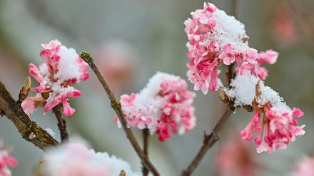 Am Donnerstag schneite es in Teilen Ostbrandenburgs.