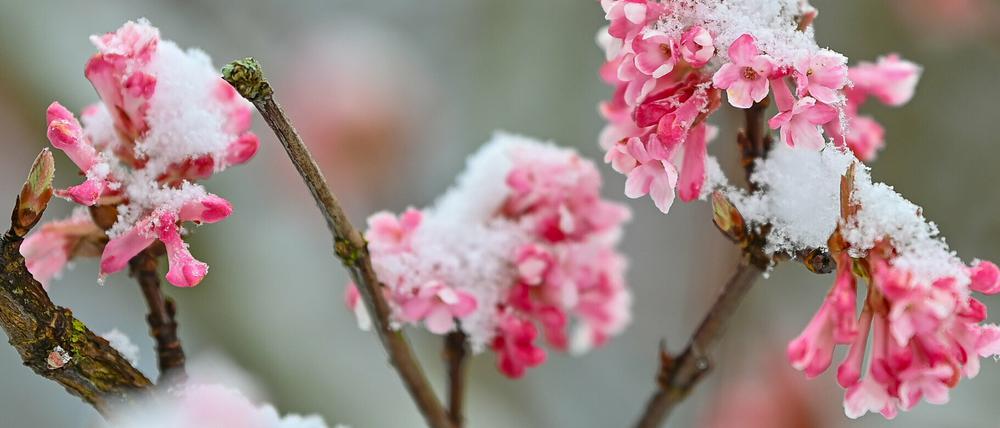 Am Donnerstag schneite es in Teilen Ostbrandenburgs.