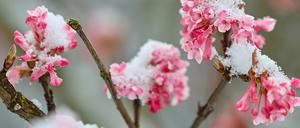 Am Donnerstag schneite es in Teilen Ostbrandenburgs.