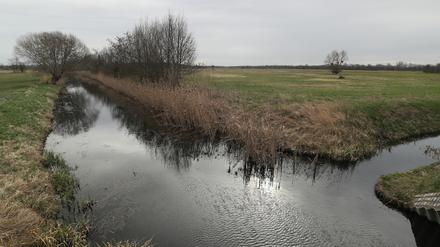 Wasserlauf am Moor bei Fahrland in Potsdam. 