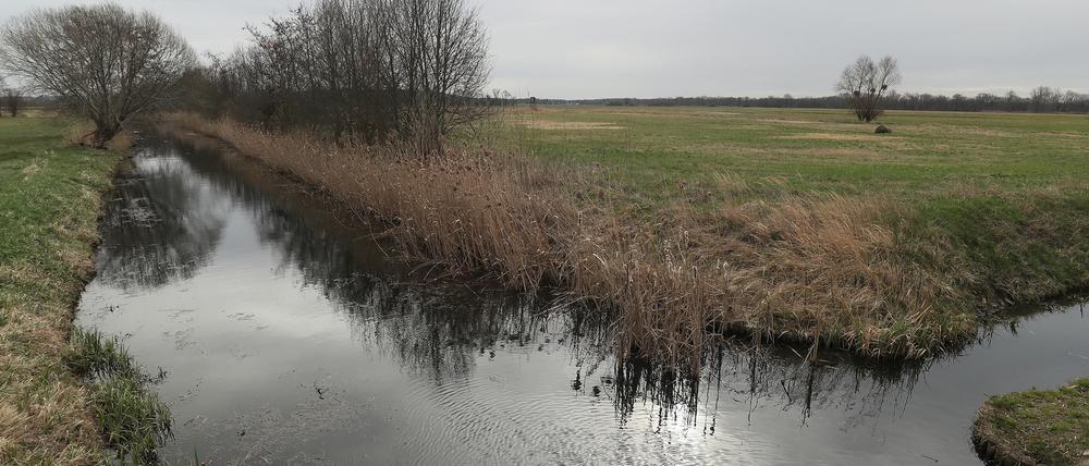 Wasserlauf am Moor bei Fahrland in Potsdam.