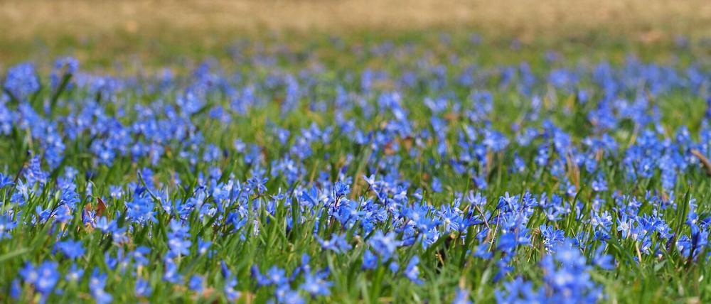 Blausterne wachsen auf einer Wiese im Potsdamer Park Sanssouci.