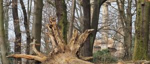 Abgestorbener Baum auf dem Ruinenberg. 