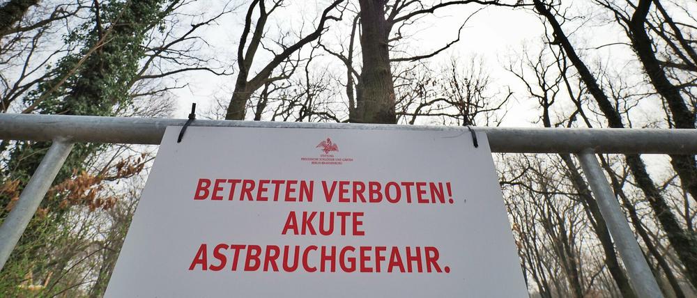 Folgen des Klimawandels: Akute Astbruchgefahr auf dem Ruinenberg.