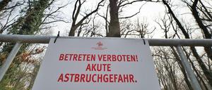 Folgen des Klimawandels: Akute Astbruchgefahr auf dem Ruinenberg.