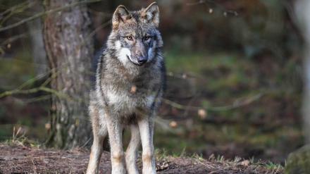 Auf der Bornimer Feldflur soll angeblich ein Wolf unterwegs sein. Einige Anwohner vermuten einen Aprilscherz (Symbolbild).