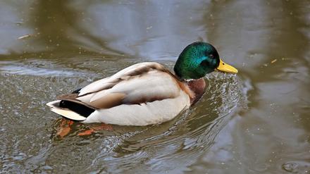 Eine Ente am Ufer der Nuthe am Aradosee in Potsdam.