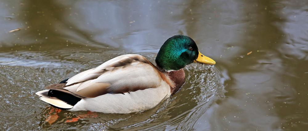 Eine Ente am Ufer der Nuthe am Aradosee in Potsdam.