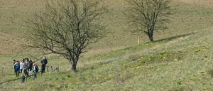 Viele Besucher sind am Ostersonntag an den Hängen zum Oderbruch bei den blühenden Adonisröschen unterwegs.