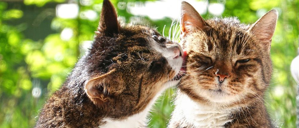 In Potsdam scheinen sich Katzen ungebeten am Kuchenbuffet zu bedienen.