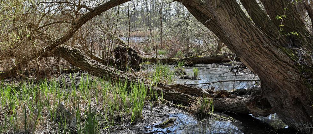 Naturschutzgebiet Obere Wublitz bei Uetz-Paaren.