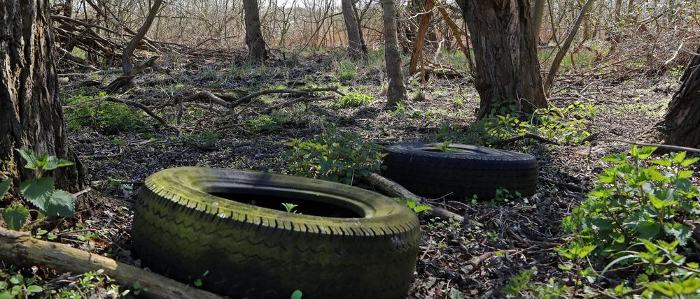 Illegal entsorgte Autoreifen im Naturschutzgebiet Obere Wublitz bei Uetz-Paaren.