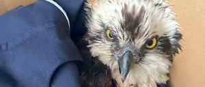 Die Polizisten legten das Tier vorsichtig in einen Karton.