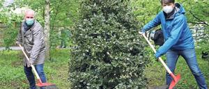 Letzter Baum der Pflanzperiode: Eine Stechpalme wurde in die Erde gesetzt von Umweltdezernent Rubelt und Lars Schmäh (r.) vom Grünflächenamt.