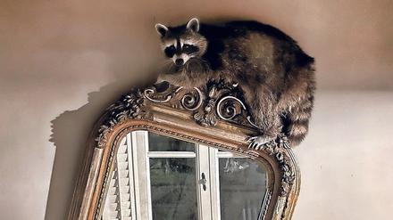 Spieglein, Spieglein, an der Wand - und der wahrscheinlich süßeste Waschbär im ganzen Land.
