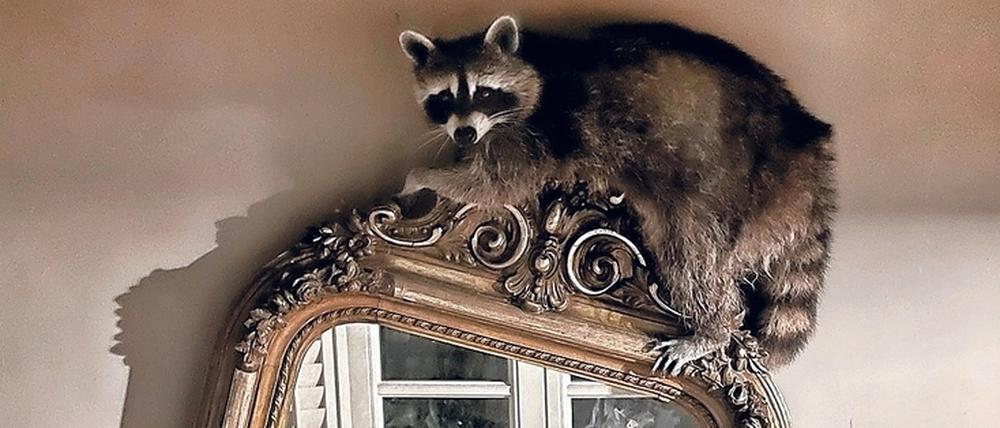 Spieglein, Spieglein, an der Wand - und der wahrscheinlich süßeste Waschbär im ganzen Land.