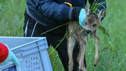 Freiwillige suchen die Rehkitze, um sie vor den Mähdreschern zu schützen. 