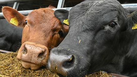 Zwei Jungbullen stehen im Stall auf dem Bio-Hof Gut Kerkow in der Uckermark. 