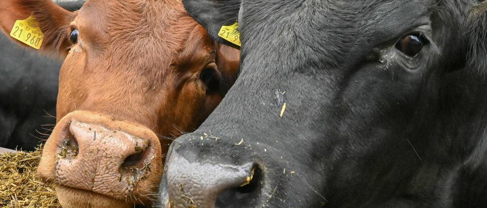 Zwei Jungbullen stehen im Stall auf dem Bio-Hof Gut Kerkow in der Uckermark.