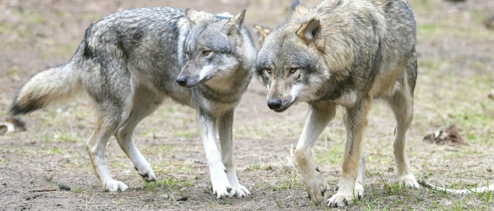 Weil er einen Wolf abgeschossen haben soll, steht ein Jäger in Potsdam vor Gericht.