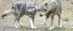 Weil er einen Wolf abgeschossen haben soll, steht ein Jäger in Potsdam vor Gericht. 