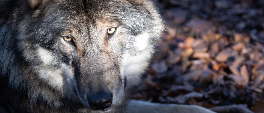 Der Wolf ist in Deutschland eine streng geschützte Tierart (Symbolbild).
