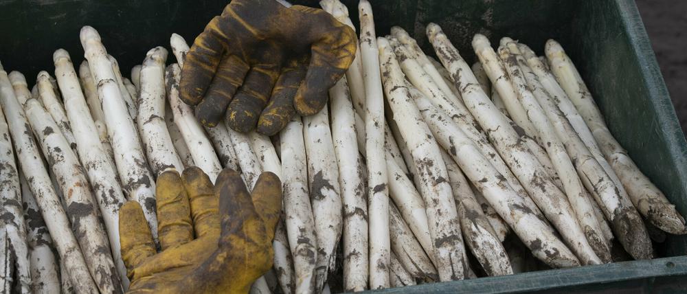 In Brandenburg wurde rund zehn Prozent weniger Spargel als in Spitzenzeiten geerntet.